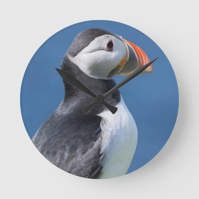Atlantisk Puffin (fraterculaen Arctica) på klippan Rund Klocka (Framsida)