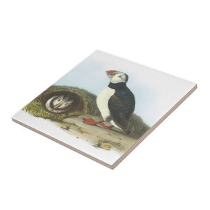 Atlantisk Puffin vid Audubon Kakelplatta