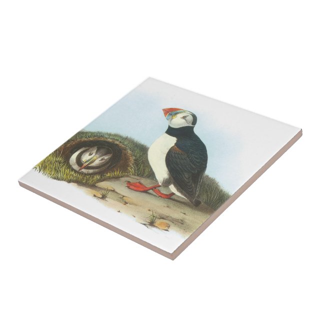 Atlantisk Puffin vid Audubon Kakelplatta (Sidan)