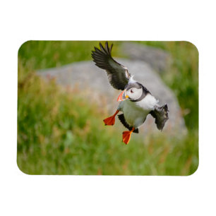 Atlantisk Puffinfågel som flyger den rektangulär Magnet