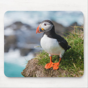 Atlantisk PuffinFratercula Arctica Musmatta