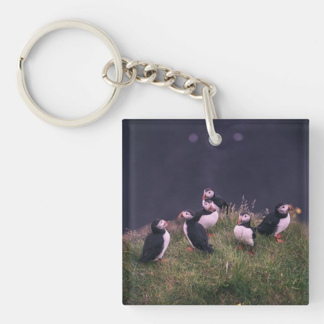 Atlantisk puffins (Framsidan)