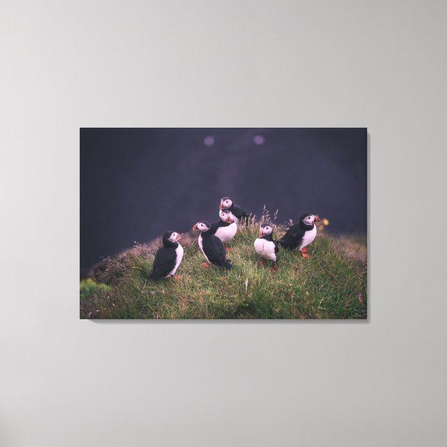 Atlantisk puffins canvastryck (Framsida)