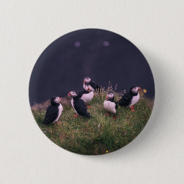 Atlantisk puffins knapp