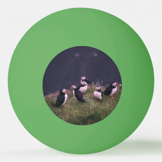 Atlantisk puffins pingisboll (Framsidan)