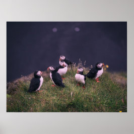 Atlantisk puffins poster