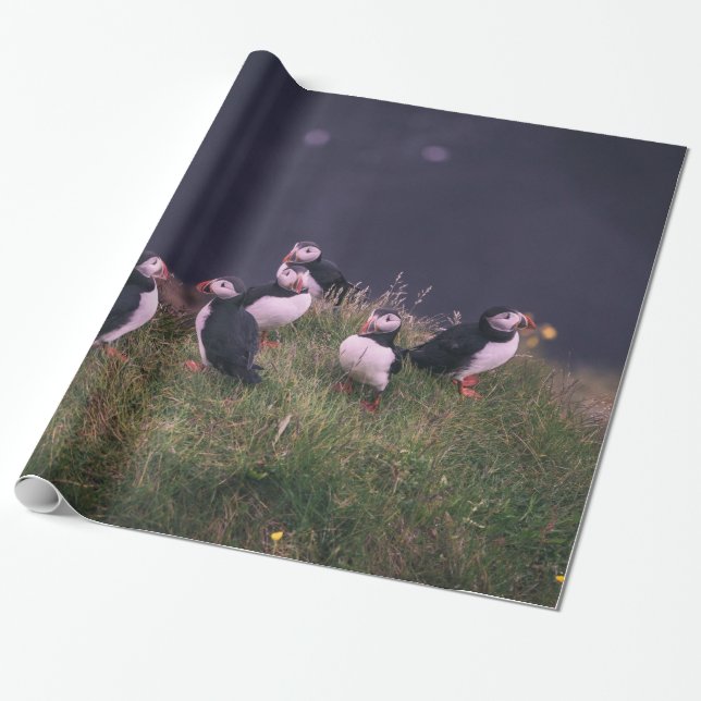 Atlantisk puffins presentpapper (Utrullad)
