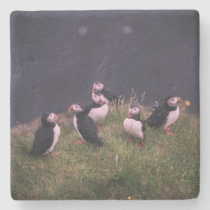 Atlantisk puffins stenunderlägg