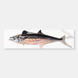 Atlantisk spansk Mackerel Bildekal