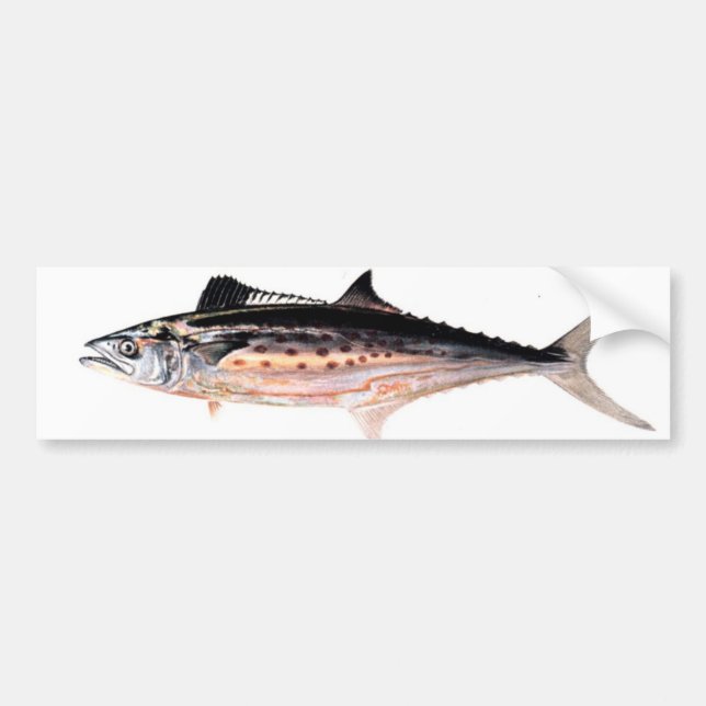 Atlantisk spansk Mackerel Bildekal (Framsidan)