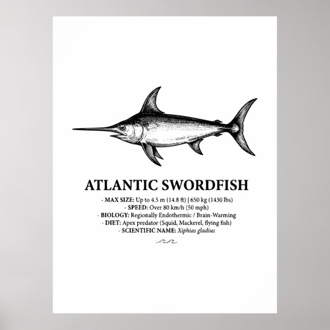 Atlantisk svärdfisk vetenskaplig illustration  poster (Framsidan)