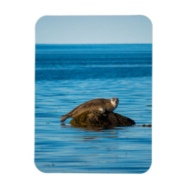 Atlantisk vikare magnet