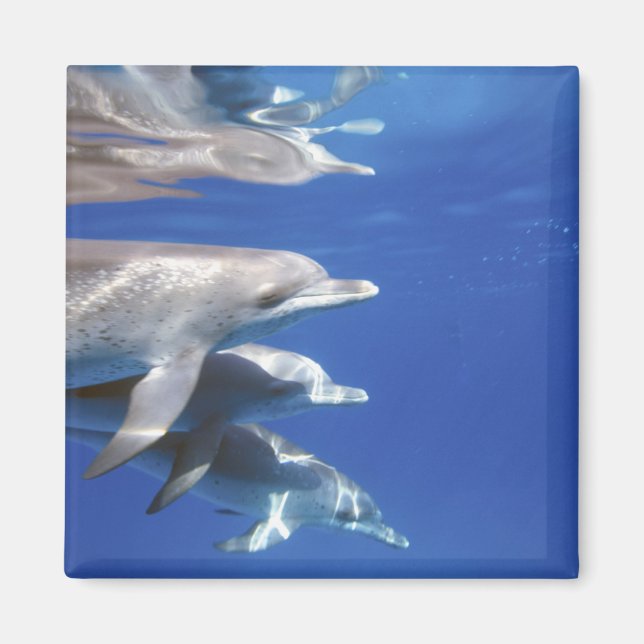 Atlantiska fläckdelfiner. Bimini, Bahamas Magnet (Framsidan)