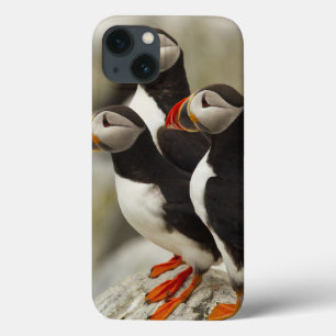 Atlantiska Puffins på Machias förseglar ön av