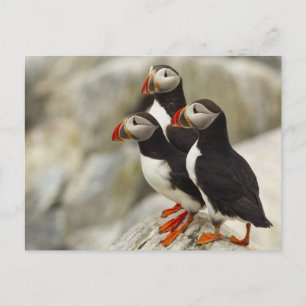Atlantiska Puffins på Machias förseglar ön av Vykort