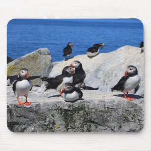 Atlantiska Puffins på Machias förseglar ön Musmatta