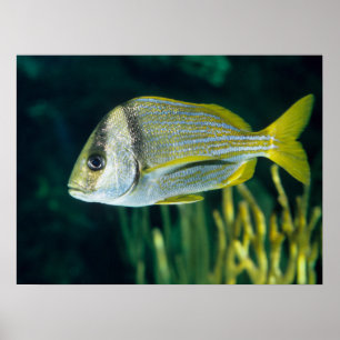 Atlantiskt Porkfishporträtt Poster