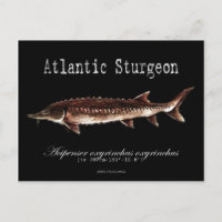 Atlantiskt Sturgeon-Black-Postcard