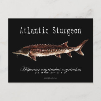 Atlantiskt Sturgeon-Black-Postcard Vykort