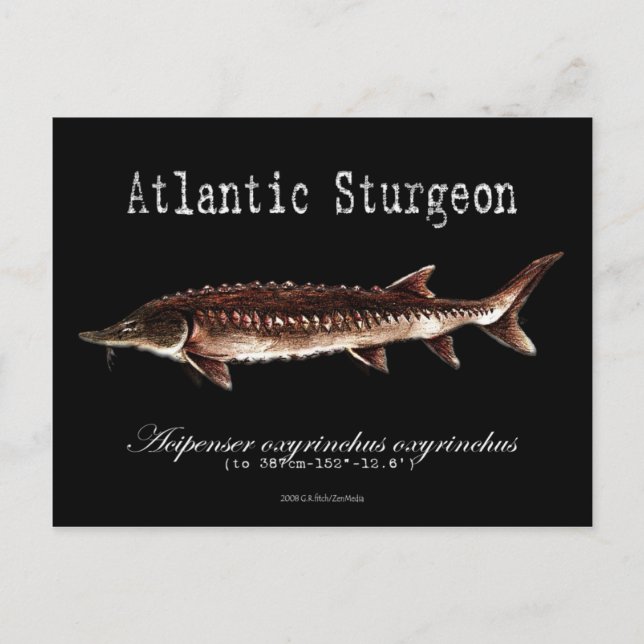 Atlantiskt Sturgeon-Black-Postcard Vykort (Framsida)