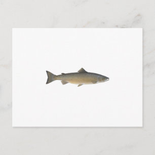 Atlantlax Vykort