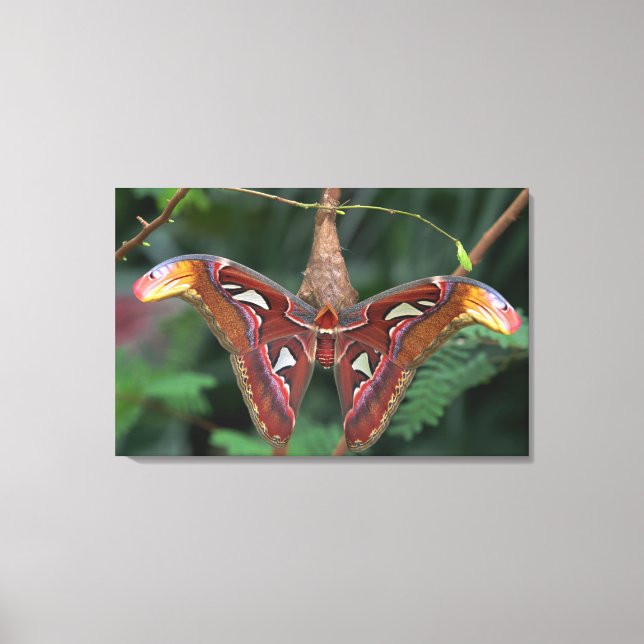 Atlas moth canvastryck (Framsida)