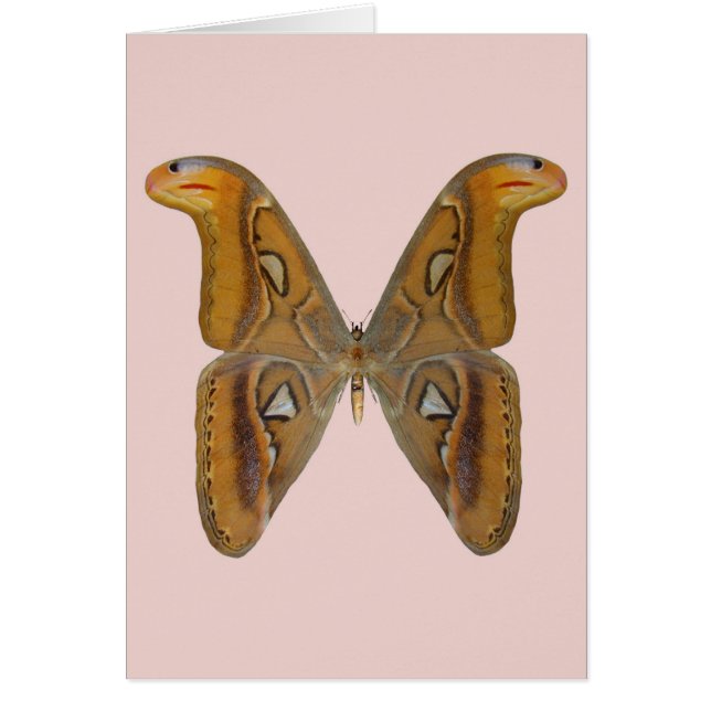 Atlas Moth Hälsningskort (Framsidan)