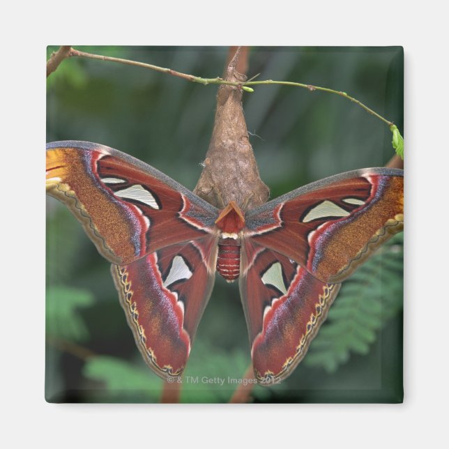 Atlas moth magnet (Framsidan)