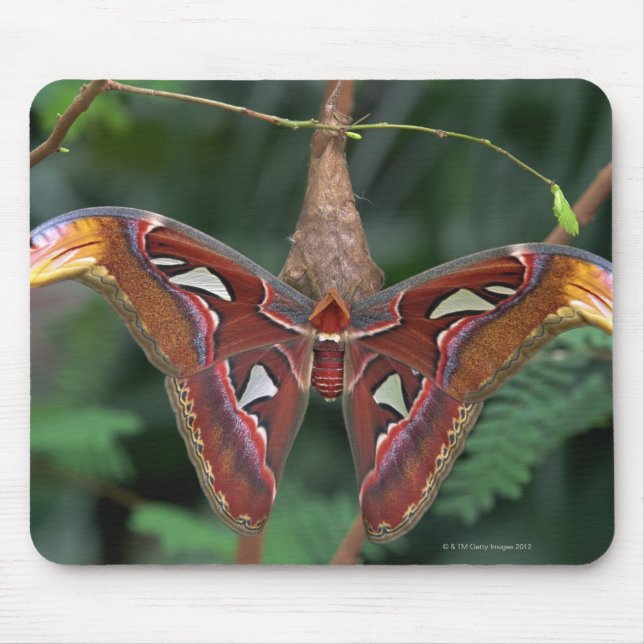 Atlas moth musmatta (Framsidan)