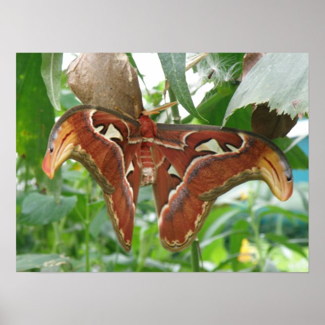 Atlas Moth Skriv ut Poster (Framsidan)