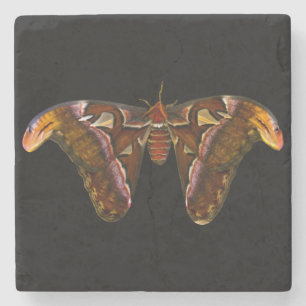 Atlas Moth - Snake Head Stenunderlägg