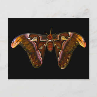 Atlas Moth - Snake Head Vykort