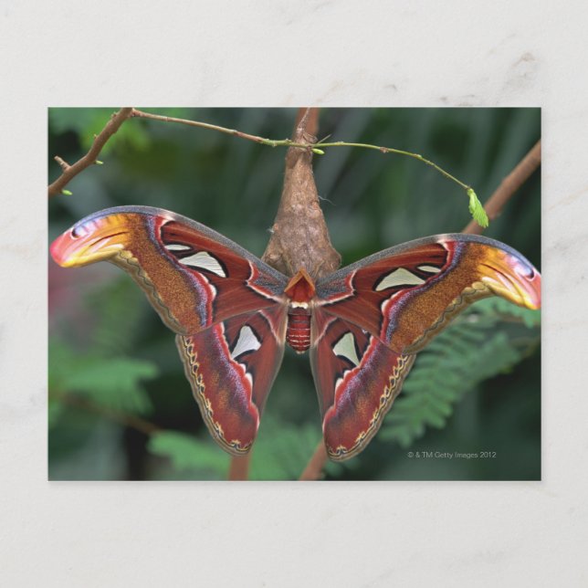 Atlas moth vykort (Framsida)