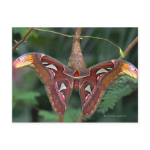 Atlas moth