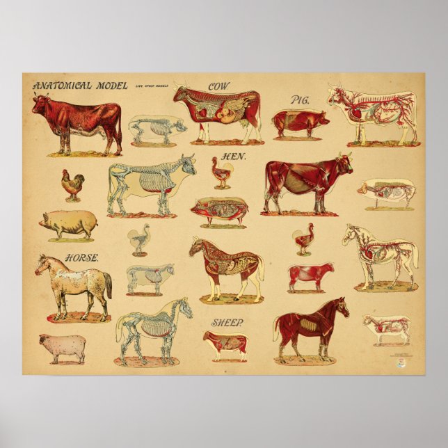 Atlas över gårdsdjurs anatomi poster (Framsidan)