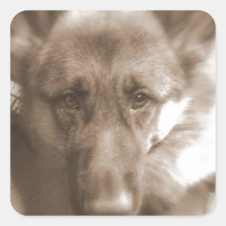 Atlas the Wonderdog Fyrkantigt Klistermärke