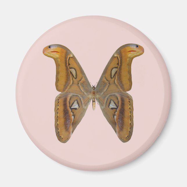 Atlasmotha Magnet (Framsidan)