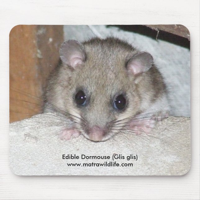 "Ätlig Dormouse" Mousepad Musmatta (Framsidan)