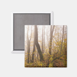 Atmosfärisk höstskog i dimma, foto magnet