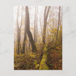 Atmospheric Autumn Forest in Mist Vykort