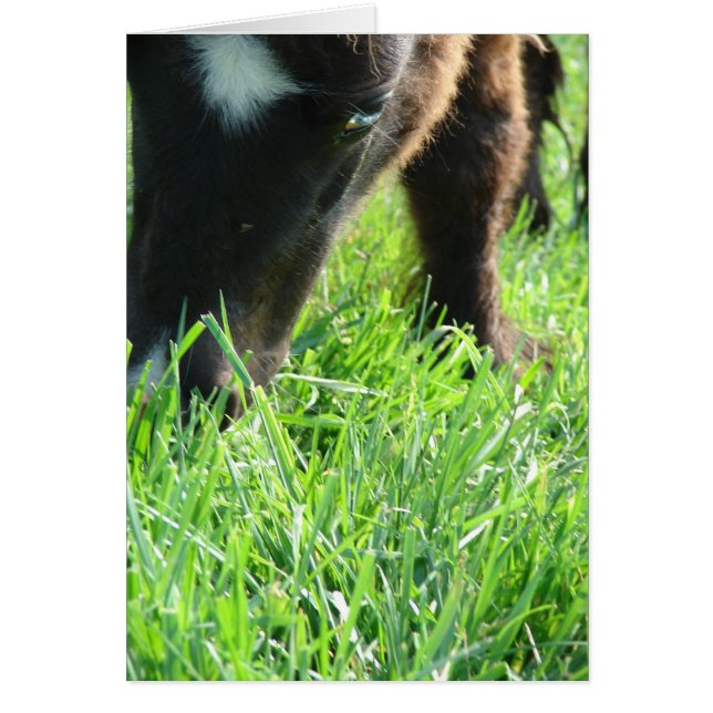 Ätning av grass Birthday Hälsningskort (Framsidan)