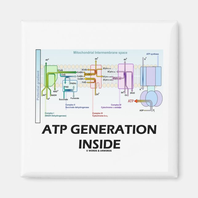 ATP Generation Inside (Electron Transport chain) Magnet (Framsidan)