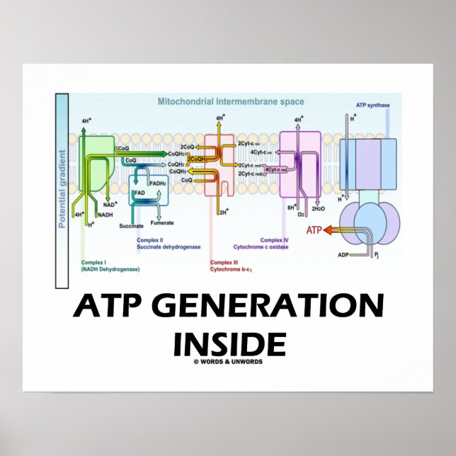 ATP Generation Inside Electron Transport Chain Poster (Framsidan)
