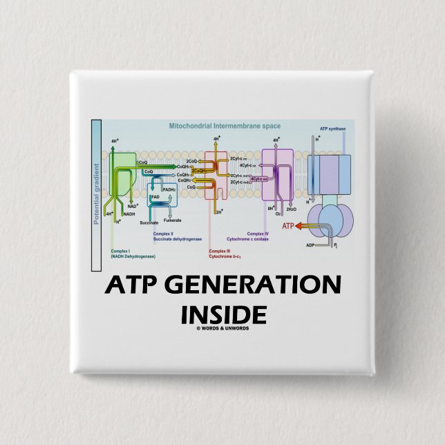 Atp-generationinsida (elektrontransport kedjar), knapp (Framsida)