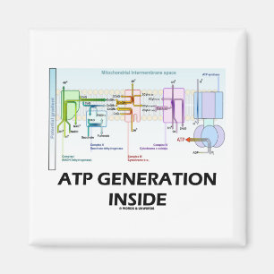 Atp-generationinsida (elektrontransport kedjar), magnet