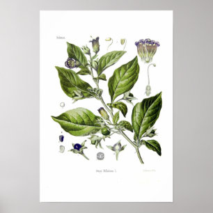 Atropa belladonna (Deadly Nightshade) Poster