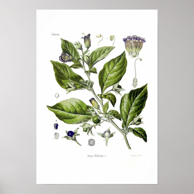 Atropa belladonna (Deadly Nightshade) Poster (Framsidan)