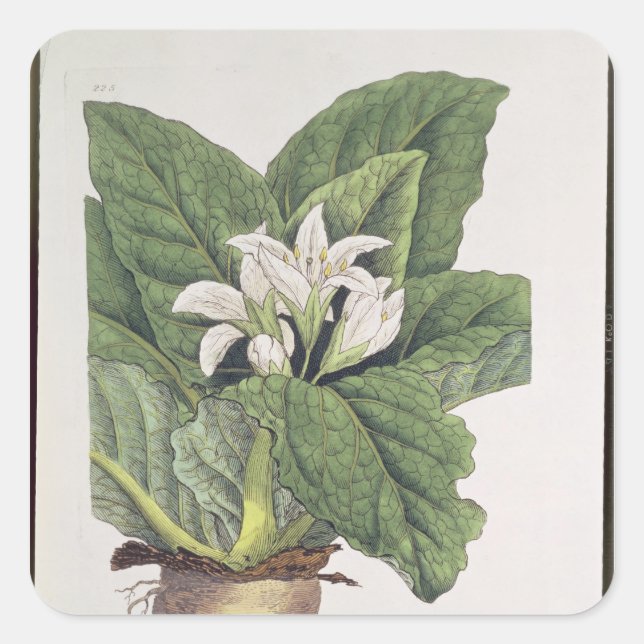 Atropa mandragora fyrkantigt klistermärke (Framsida)