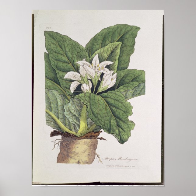 Atropa mandragora poster (Framsidan)