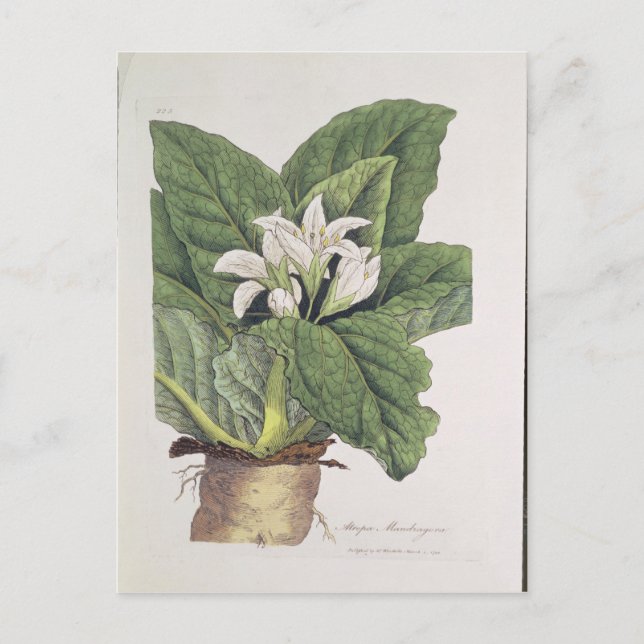 Atropa mandragora vykort (Framsida)